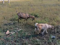 Cabra, Alpine goat — foto 1