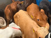 Bovine (lot, sex nespecificat), Simmental cattle — foto 3
