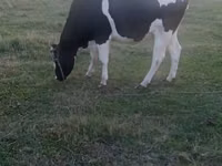 Kuh, Russian Black pied cattle — Foto 1