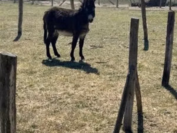 Horse (M), Kerry Bog Pony