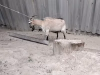 Ziege, Ziegen — Foto 2