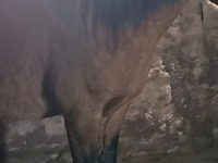 Cal, Mugalzhar horse — foto 1