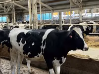 Vacă, Rasa Holstein — foto 2
