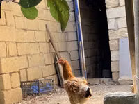 Brahma — foto 5