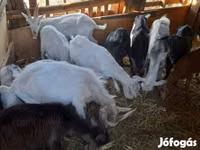 Billy Goat, Goats — photo 1