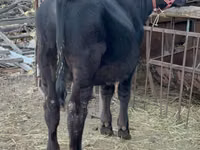 Buqa, Aberdin – Angus — 1-rasm