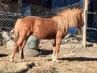 Égua, Cavalos — foto 3
