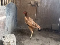 Chickens — الصورة 3