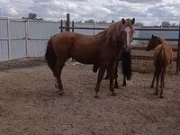 घोड़ा, Kushum Horse — फ़ोटो 2