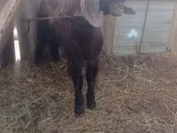 公山羊, Damask goat — 照片 2