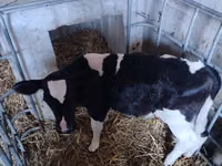 Toro, Raza Holstein — foto 1