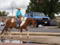 公马, Pinto horses — 照片 8