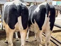गाय, गोलस्टीन नस्ल — फ़ोटो 2