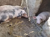 Scroafă, Porci — foto 2