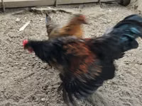 Chex Gold Brindled Hen — 7-rasm