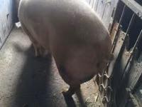 Scroafă, Porci — foto 2