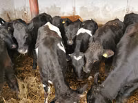 गाय, हेरफोर्ड — फ़ोटो 5