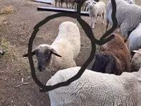 Ram, White Suffolk sheep — photo 1