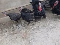 برونز — الصورة 5