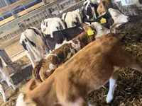 牛只（批次，未指定性别）, Simmental cattle — 照片 3