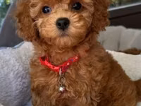 Məhsul: Toy pudel balaları Xüsusiyyətlər: - Cins: Toy Poodle (oyuncaq — फ़ोटो 1
