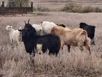 Țap, Saanen goat — foto 2