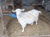 Cabra, Saanen goat — foto 1