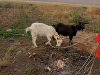 Qoyun, Qoyunlar — foto 1
