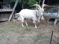 Billy Goat, Saanen goat — photo 1