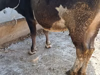 Vache, Race Alatauskaya — photo 2