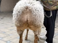 Oaie, Awassi sheep — foto 5