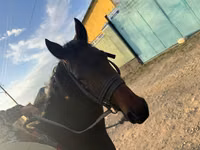 公马, Horses — 照片 4