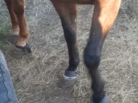 Jument, Arabian horse — photo 8