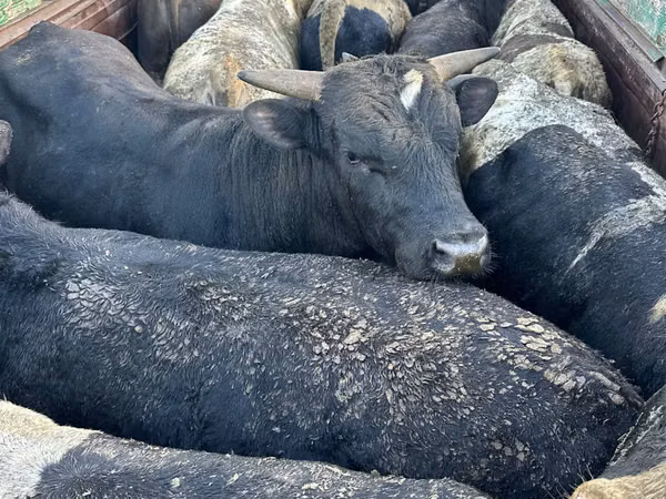Bou, Bovine