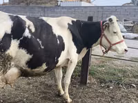 Vacă, Rasa Holstein — foto 5