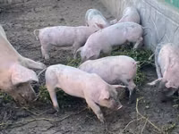 Sow, Pigs — photo 3