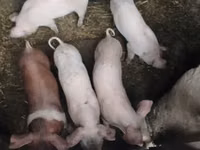 Vier, Porci — foto 1