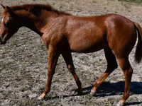 Yegua, Quarter Horse — foto 6