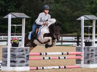 Cal, Pinto horses — foto 1
