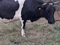 Vaca, Russian Black pied cattle — foto 2