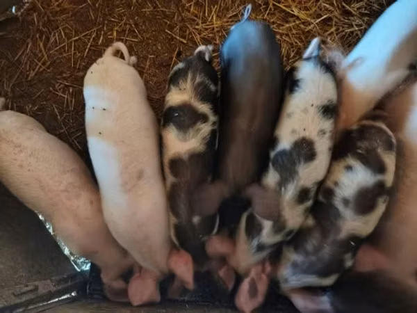 Scroafă, Porci