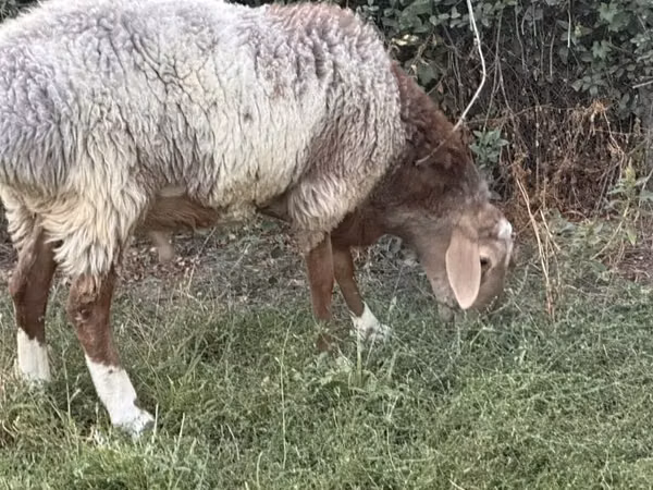 Qoʻchqor, Rhon sheep