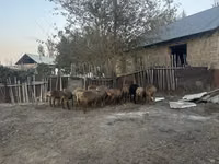 Ovelha, Arashan sheep — foto 3