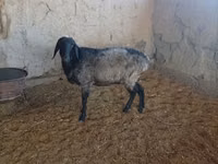 Ovejas (lote, sexo no especificado), Ovejas — foto 1