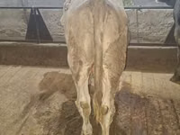 Bull, Simmental cattle — photo 3