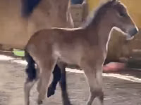 Toychoq, Paso Fino — 3-rasm