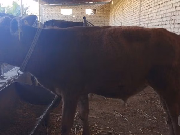 公牛, Cattle