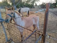 घोड़ा, Welsh Cob — फ़ोटो 2