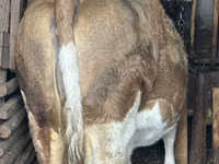 Vacă, Bovine — foto 3