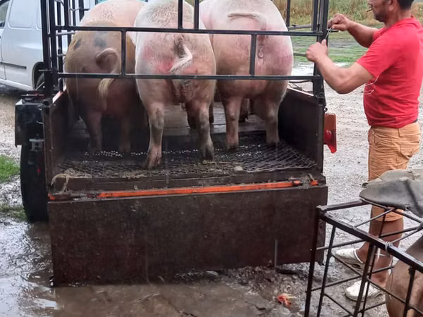 Scroafă, Porci